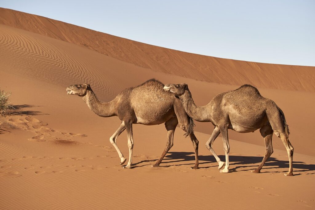 dromedary, camel, morocco, sahara, mammal, to travel, wildlife, hump, arabic, animal, sand, nature, camel, camel, camel, camel, camel